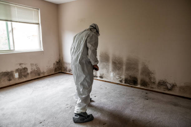 Best Post-Flood Mold Remediation in Bogalusa, LA
